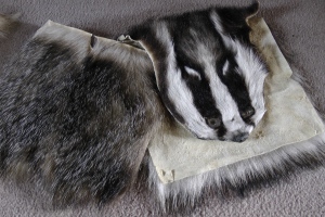 How to really bag a badger